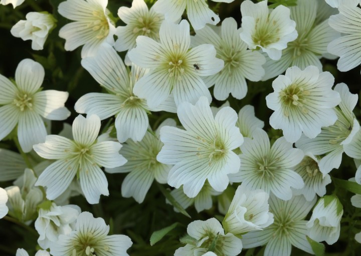 Field Chickweed